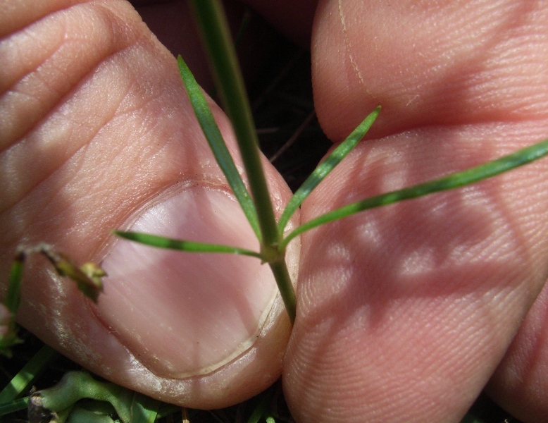 Asperula cynanchica